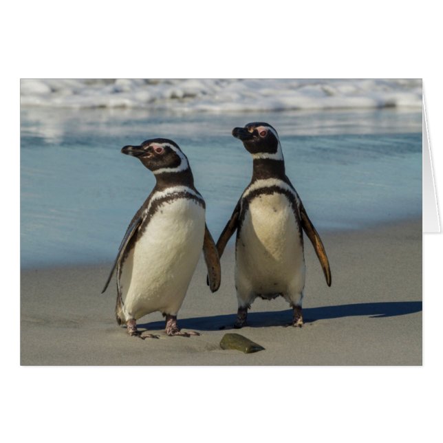 ビーチのペンギンカップル (正面横)