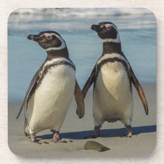 ビーチのペンギンカップル コースター (正面)