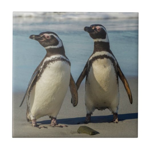 ビーチのペンギンカップル タイル (正面)