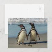 ビーチのペンギンカップル ポストカード (正面/裏面)