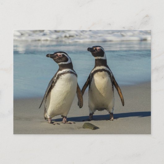 ビーチのペンギンカップル ポストカード (正面)