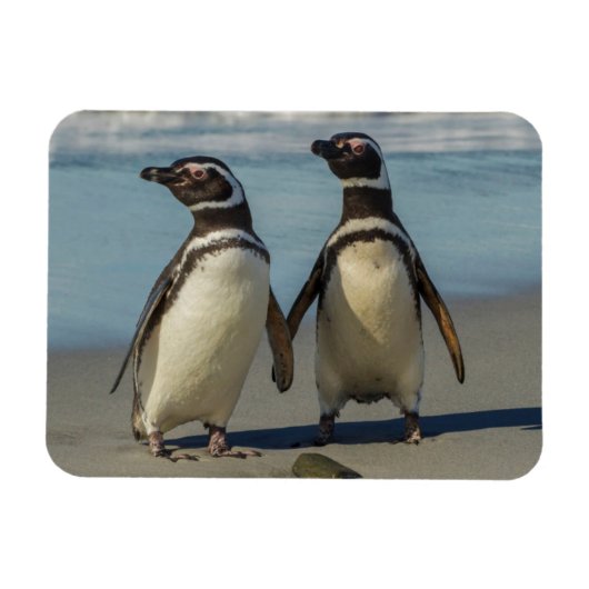 ビーチのペンギンカップル マグネット (横)