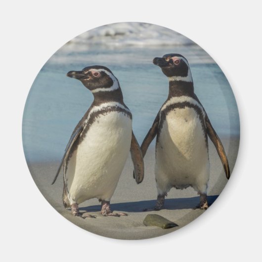 ビーチのペンギンカップル マグネット (正面)