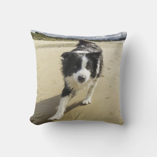 ビーチのボーダーコリー犬のランニング クッション (正面)
