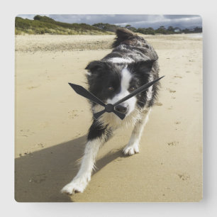 ビーチのボーダーコリー犬のランニング スクエア壁時計