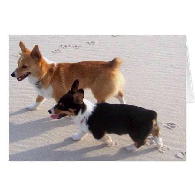 ビーチの子犬 (正面横)