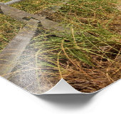 ビーチの成長する海のオートたちUniola paniculata フォトプリント (角)