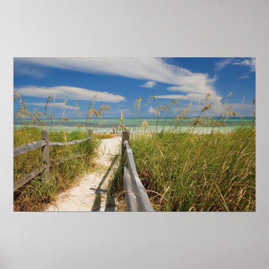 ビーチの成長する海のオートたちUniola paniculata ポスター (正面)