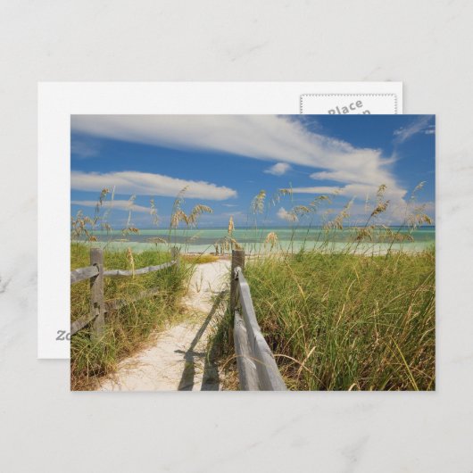 ビーチの成長する海のオートたちUniola paniculata ポストカード (正面/裏面)