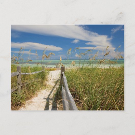 ビーチの成長する海のオートたちUniola paniculata ポストカード (正面)