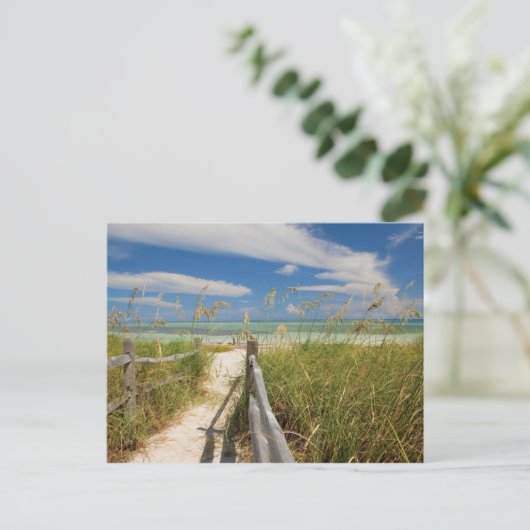 ビーチの成長する海のオートたちUniola paniculata ポストカード (スタンド正面)