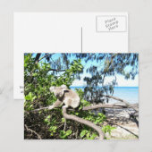 ビーチの木の中の若いコアラ ポストカード (正面/裏面)