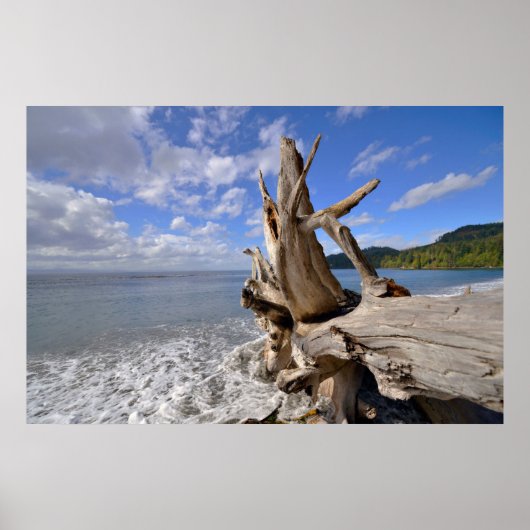 ビーチの海岸沿いの流木フランスの ポスター (正面)