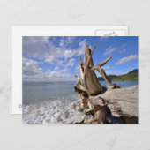 ビーチの海岸沿いの流木フランスの ポストカード (正面/裏面)