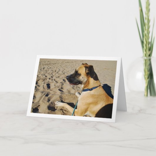 ビーチの犬 カード (正面)