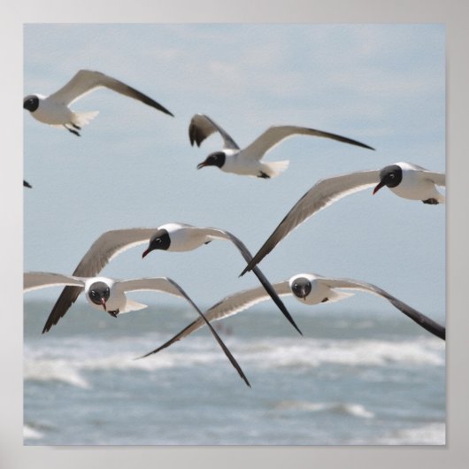 ビーチの群れの近飛んでいるくの海 ポスター (正面)