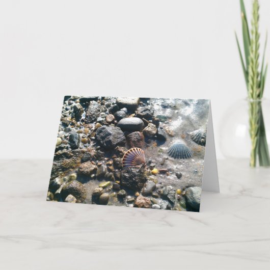ビーチの貝 カード (正面)