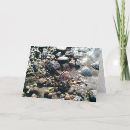 ビーチの貝 カード