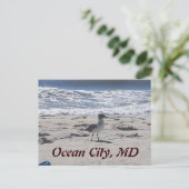 ビーチの鳥のポストカード ポストカード (スタンド正面)