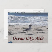 ビーチの鳥のポストカード ポストカード (正面/裏面)