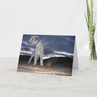 ビーチのBEDDY カード