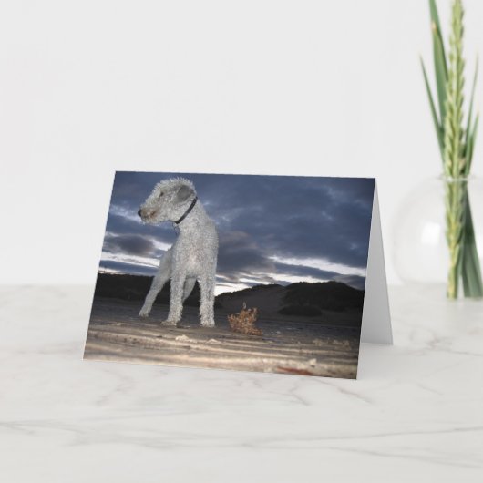 ビーチのBEDDY カード (正面)