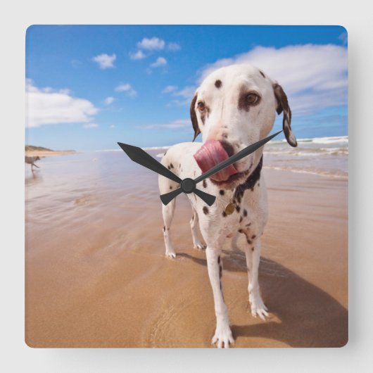 ビーチのDalmatian犬 スクエア壁時計 (正面)