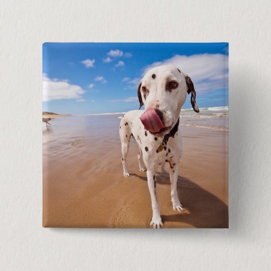 ビーチのDalmatian犬 缶バッジ (正面)