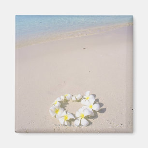 ビーチのFrangipani マグネット