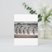 ビーチのGentoos ポストカード (スタンド正面)