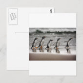 ビーチのGentoos ポストカード (正面/裏面)