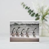 ビーチのGentoos ポストカード (スタンド正面)