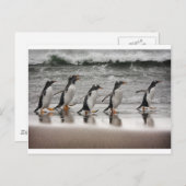 ビーチのGentoos ポストカード (正面/裏面)