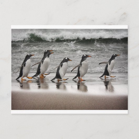 ビーチのGentoos ポストカード (正面)