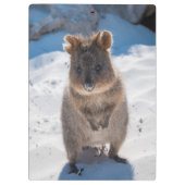 ビーチオーストラリアのかわいく、幸せなQuokka クリップボード (裏面)