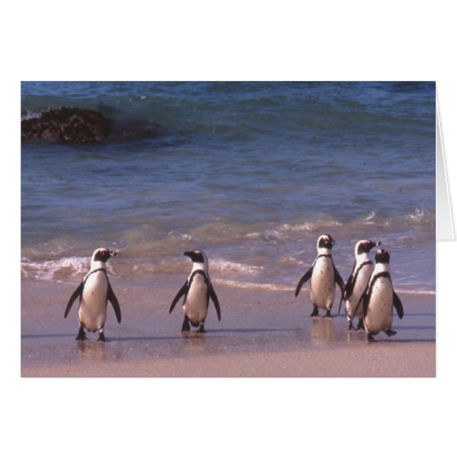 ビーチカードのペンギン (正面横)