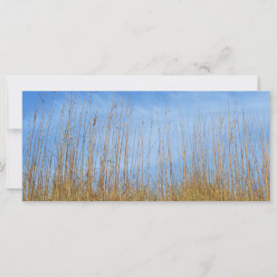 ビーチグラスバイシャーリーテイラー