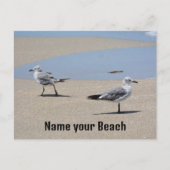 ビーチコーミングシーグルス写真ビーチ ポストカード (正面)