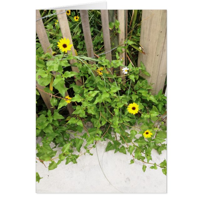 ビーチサイド砂丘の花とフェンス (正面)