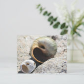 ビーチシェルはがき ポストカード (スタンド正面)