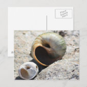 ビーチシェルはがき ポストカード (正面/裏面)