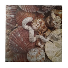 ビーチシーシェルズサンドドル タイル