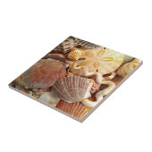 ビーチシーシェルズサンドドル タイル (側面)