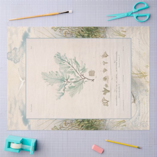 ビーチシーショアボタニカルシーウィードブルーデカップージ 薄葉紙 (クラフト)