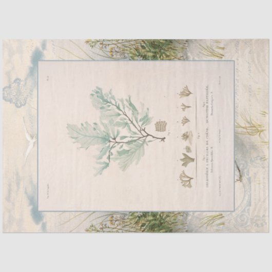 ビーチシーショアボタニカルシーウィードブルーデカップージ 薄葉紙 (正面)