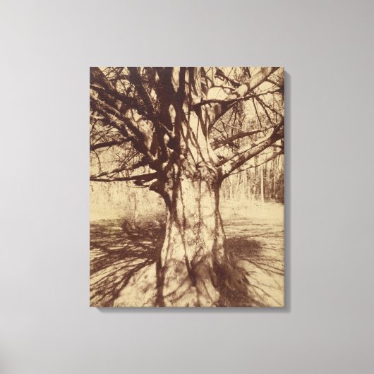 ビーチツリー（バイユージェーンアット） キャンバスプリント (正面)