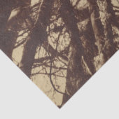 ビーチツリー（バイユージェーンアット） 薄葉紙 (詳細)