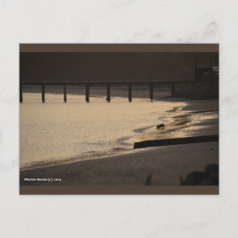 ビーチドッグアットサンセット | ブルービーチソング™はがき ポストカード