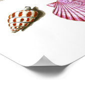 ビーチハウスデコールシーシェルアートプリントNo. 14 ポスター (角)