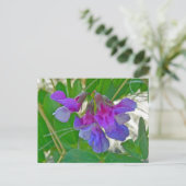 ビーチピー（ラティルス・マリティムス）コーディネート項目 ポストカード (スタンド正面)